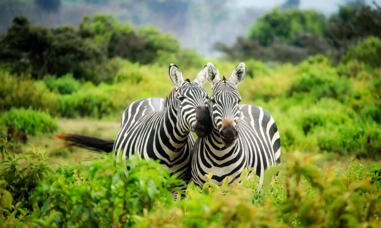 landscape-nature-wilderness-countryside-adventure-cute-1167606-pxhere.com-1